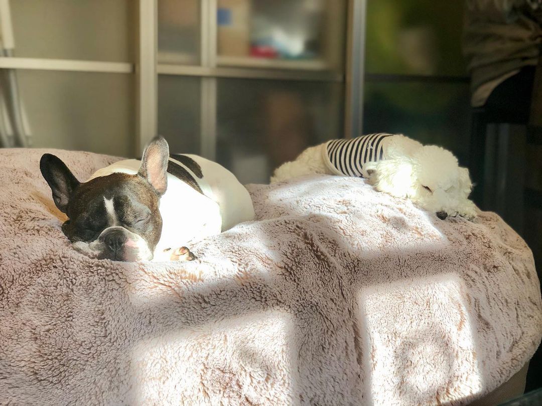 Best dog bed for boston terrier best sale