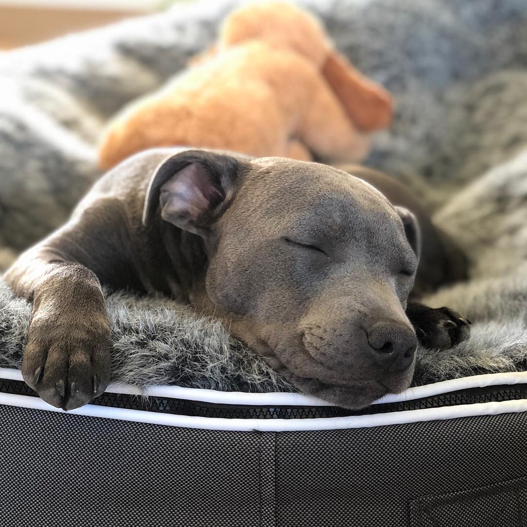 Best dog bed for staffy hotsell