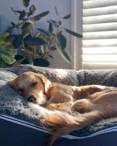 Golden Retriever's Huge Smile as the Sun Shines Through Window