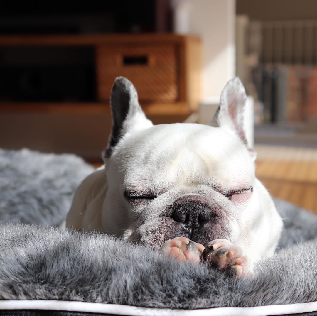 How French Bulldogs became UK’s Best Companion Dogs