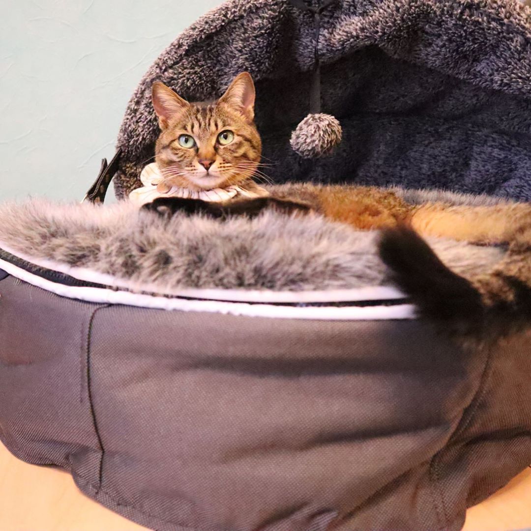 Best cat bed for older cats best sale